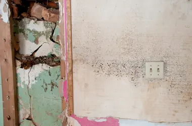 Mold spots spreading across a damp wall