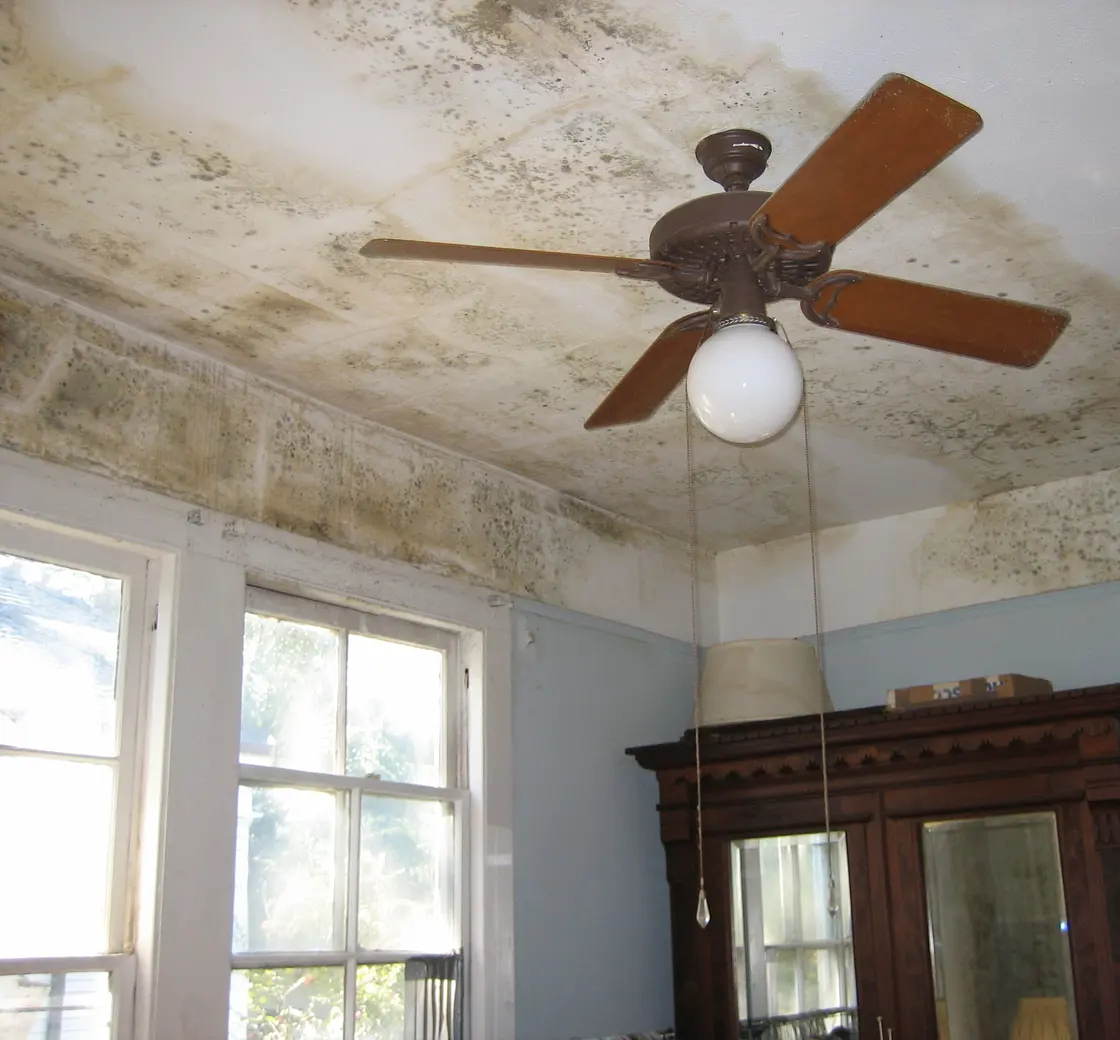 Ceiling stained and moldy from a long-running leak