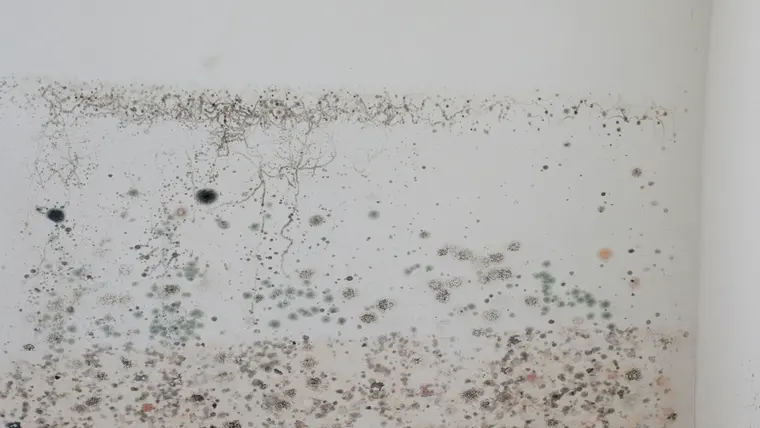 Mold-damaged wall section next to an outlet