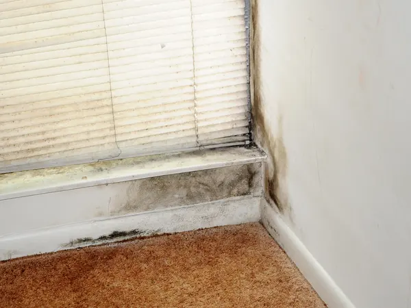Mold along a baseboard and wall corner